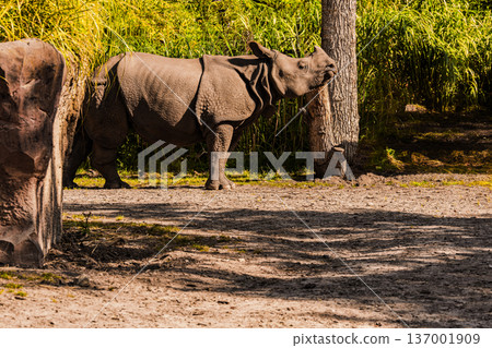 portrait of an adult rhinoceros on a sunny day in selective focus. portrait of an adult rhinoceros on a sunny day in selective focus. 137001909