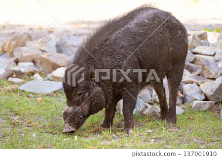 Big adult boar of Visayan warty pig Sus cebifrons 137001910