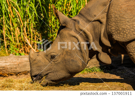 portrait of an adult rhinoceros on a sunny day in selective focus. 137001911
