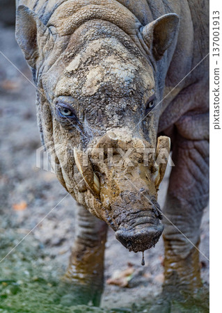 Close-up of muddy rhinoceros showcasing unique features and textures 137001913