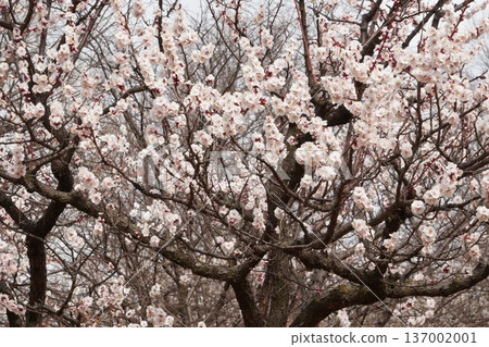 羽根公園梅節 137002001