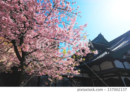 Kawazu cherry blossoms in full bloom and the large study hall at Ryukoji Temple Kawazu cherry blossoms in full bloom and the large study hall at Ryukoji Temple 137002137