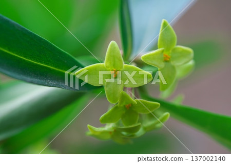 Oni-shibari flowers bloom in early spring 137002140