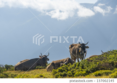 Cows graze in a green meadow surrounded by mountains and trees in Switzerland. The scene captures the natural landscape and livestock activity during daytime. Cows graze in a green meadow surrounded by mountains and trees in Switzerland. The scene captures the natural landscape and livestock activity during daytime. 137002145