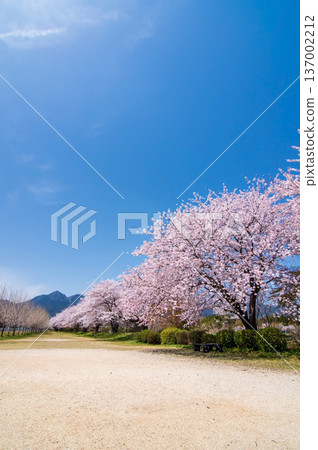 Beautiful cherry blossom trees (Komono Town, Mie County, Mie Prefecture) 137002212