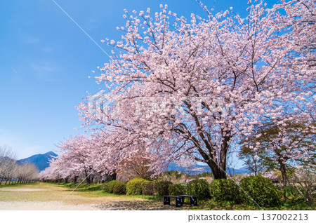 Beautiful cherry blossom trees (Komono Town, Mie County, Mie Prefecture) 137002213