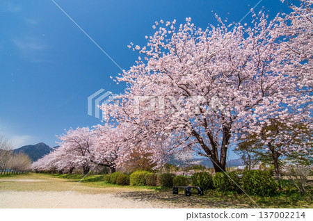 美麗的櫻花樹（三重縣駒野町） 137002214