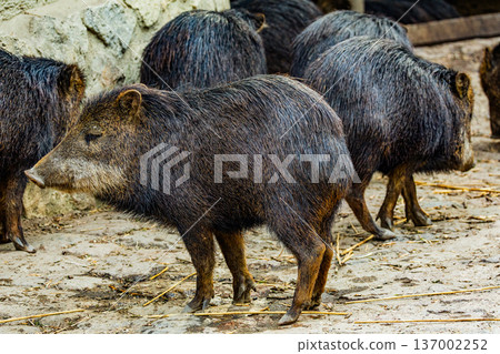 Group of wild boars foraging on ground in natural habitat setting Group of wild boars foraging on ground in natural habitat setting 137002252