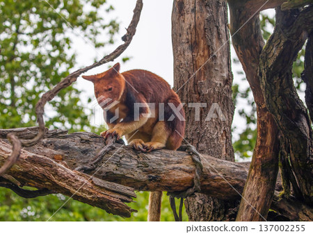 Goodfellow's Tree Kangaroo, portrait of very cute rare red animal. Goodfellow's Tree Kangaroo, portrait of very cute rare red animal. 137002255