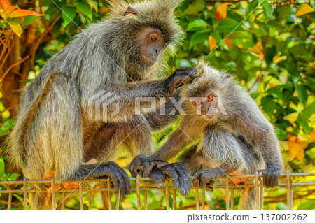 Closeup portrait of Tufted gray langur Semnopithecus priam 137002262