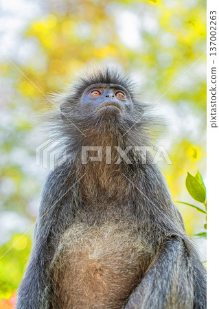 Closeup portrait of Tufted gray langur Semnopithecus priam 137002263
