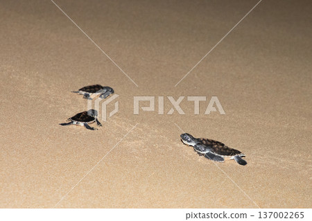 baby sea turtle goes to the water, towards ocean baby sea turtle goes to the water, towards ocean 137002265