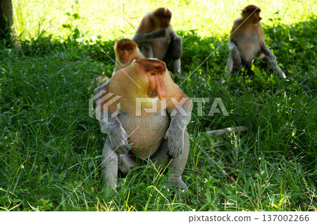 Proboscis Monkey Nasalis larvatus in mangrove rain forest Proboscis Monkey Nasalis larvatus in mangrove rain forest 137002266