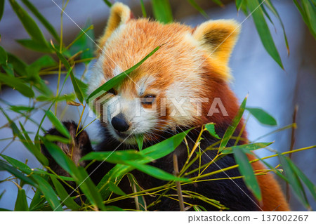 red panda Ailurus fulgens, lesser panda, is a small mammal red panda Ailurus fulgens, lesser panda, is a small mammal 137002267