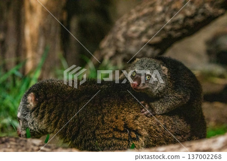 Bear cuscus, Phalanger Maculatus with baby on her back 137002268