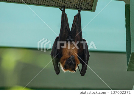 fruit bat hanging on tree in forest. Lyle's flying fox. fruit bat hanging on tree in forest. Lyle's flying fox. 137002271