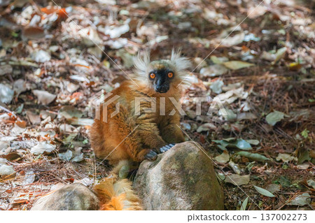 Blue eyed lemur on tree in forest 137002273