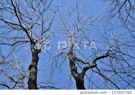 Leafless winter trees wait for spring under the cold sky 137002760