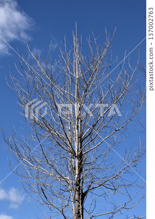 Leafless winter trees wait for spring under the cold sky Leafless winter trees wait for spring under the cold sky 137002763