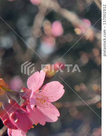 早春盛開的櫻花在柔和的自然光下閃閃發光 137002812