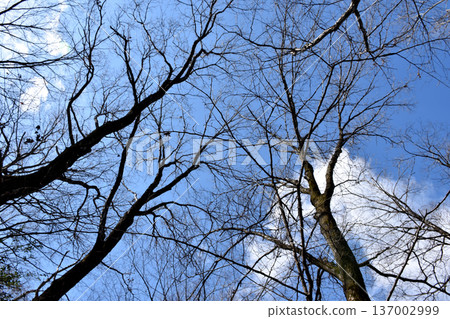 Leafless winter trees wait for spring under the cold sky Leafless winter trees wait for spring under the cold sky 137002999