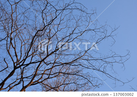 Leafless winter trees wait for spring under the cold sky Leafless winter trees wait for spring under the cold sky 137003002