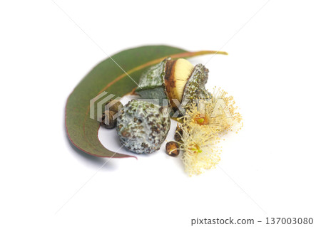 Close-up of eucalyptus fruits gumnuts, flower and green eucalipto leaves on white background 137003080