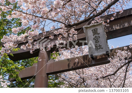 Fuji Omuro Sengen Shrine (Satomiya) Satomiya Shrine torii gate and cherry blossoms 137003105