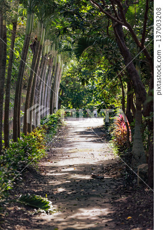 A quiet forest path surrounded by tropical trees and bathed in sunlight A quiet forest path surrounded by tropical trees and bathed in sunlight 137003208