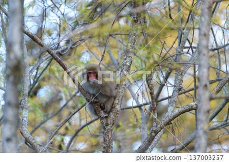 Japanese macaques seen in Kamikochi Wild animals foraging in nature Japanese macaques seen in Kamikochi Wild animals foraging in nature 137003257