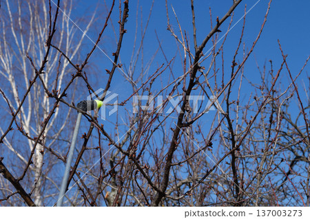 Spraying bare branches with pesticide. Spring garden care with sprayer. Fruit tree protection against pests and diseases Spraying bare branches with pesticide. Spring garden care with sprayer. Fruit tree protection against pests and diseases 137003273