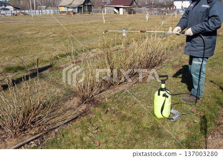 Spring garden spraying bare branches. Worker with green pump sprayer treating shrubs. Pest control and plant protection Spring garden spraying bare branches. Worker with green pump sprayer treating shrubs. Pest control and plant protection 137003280