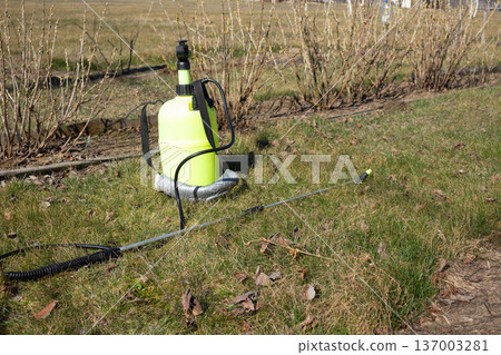 Garden maintenance with hand sprayer. Treating dormant bushes in early spring. Outdoor plant care and protection work 137003281