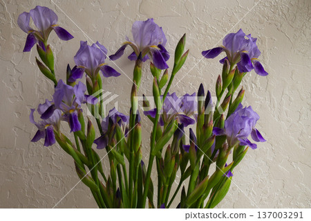 Violet iris stems in transparent glass vase. Fresh spring flowers with buds. Minimalist floral display on beige background 137003291