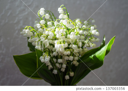 White lily of the valley bouquet in colorful vase. Sunlight and shadows from blinds. Spring flowers on window sill. Nature indoors White lily of the valley bouquet in colorful vase. Sunlight and shadows from blinds. Spring flowers on window sill. Nature indoors 137003356