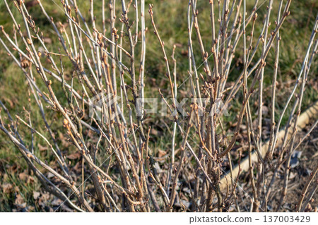Multiple thin branches with buds on grass background. Spring awakening. Young shrub before leaf growth Multiple thin branches with buds on grass background. Spring awakening. Young shrub before leaf growth 137003429