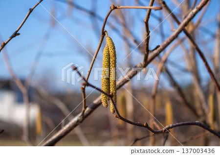 Yellow catkins on bare branches against blue sky.Early spring flowering. Hazel or alder tree before leaves bloom. Nature awakening 137003436
