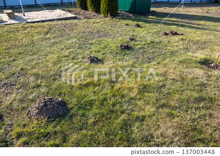 mole dug fresh wormholes on the lawn in the garden, in a green field. Damage to the garden. mole dug fresh wormholes on the lawn in the garden, in a green field. Damage to the garden. 137003448