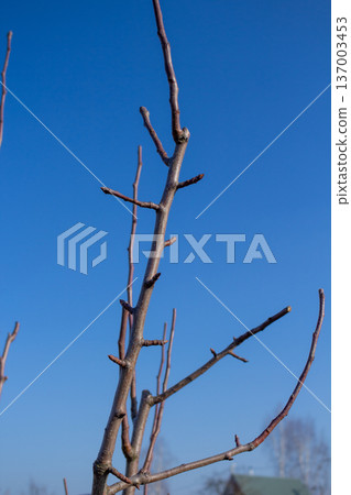 Close-up of tree branches with buds. Early spring in orchard. Bare branches before foliage. Garden preparation 137003453