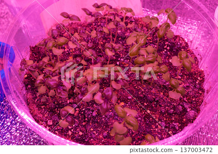Young plants growing under pink LED lights. Indoor cultivation setup with soil containers. Modern agriculture technology 137003472