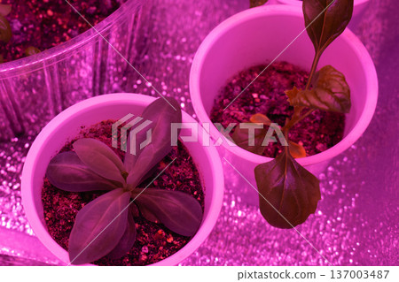 Seedlings under purple LED grow lights. Indoor gardening with reflective foil. Young plants in containers. Urban farming concept 137003487