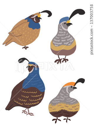 Callipepla californica illustration set of California quail birds 137003758