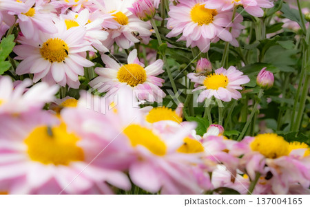 Margaret blooming in the flower bed Margaret blooming in the flower bed 137004165