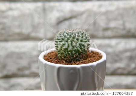Cactus 137004387