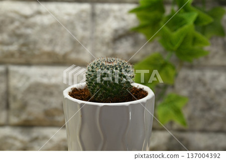 Cactus Cactus 137004392