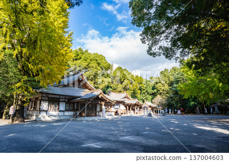 Ginkgo trees at Shinbashira Shrine (Miyakonojo City) Ginkgo trees at Shinbashira Shrine (Miyakonojo City) 137004603