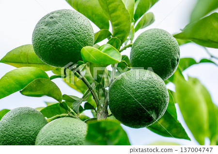 洛斯卡沃斯 137004747