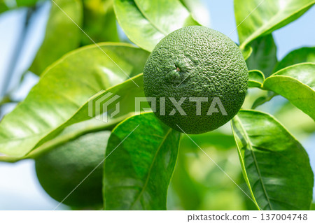 洛斯卡沃斯 137004748