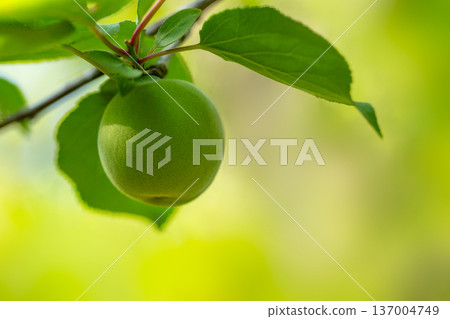 Ome fruit Ome fruit 137004749