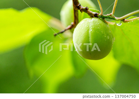Ome fruit Ome fruit 137004750